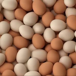 Fertile Hatching Eggs