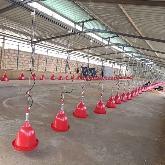Automatic Poultry Drinker Set