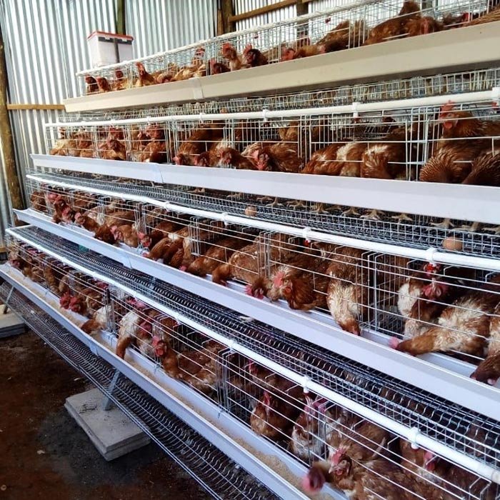 Battery Chicken Cage (128 Birds)