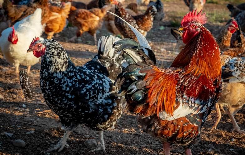 Indigenous Tswana Chickens