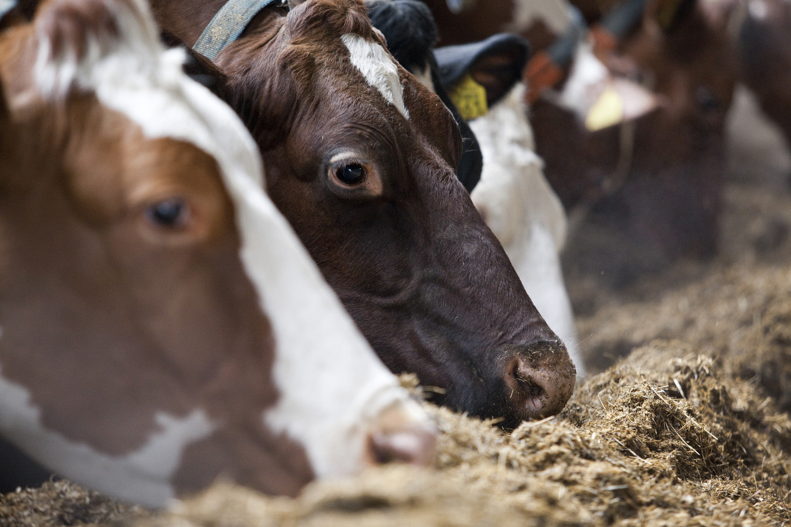 Calf Creep Pellets