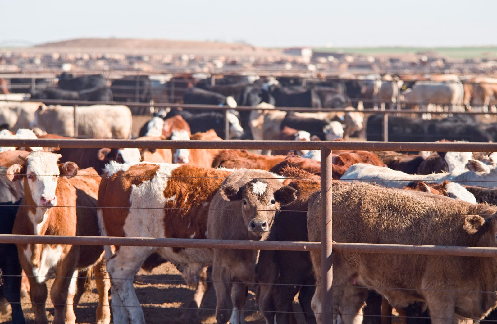 Raw Cow Hides