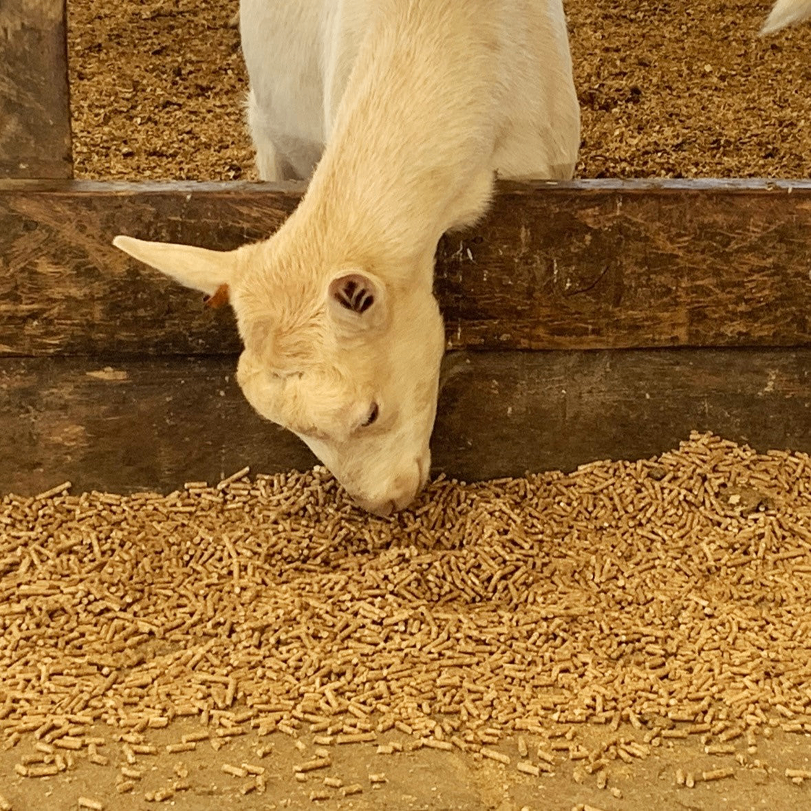 Boer Goat Doe
