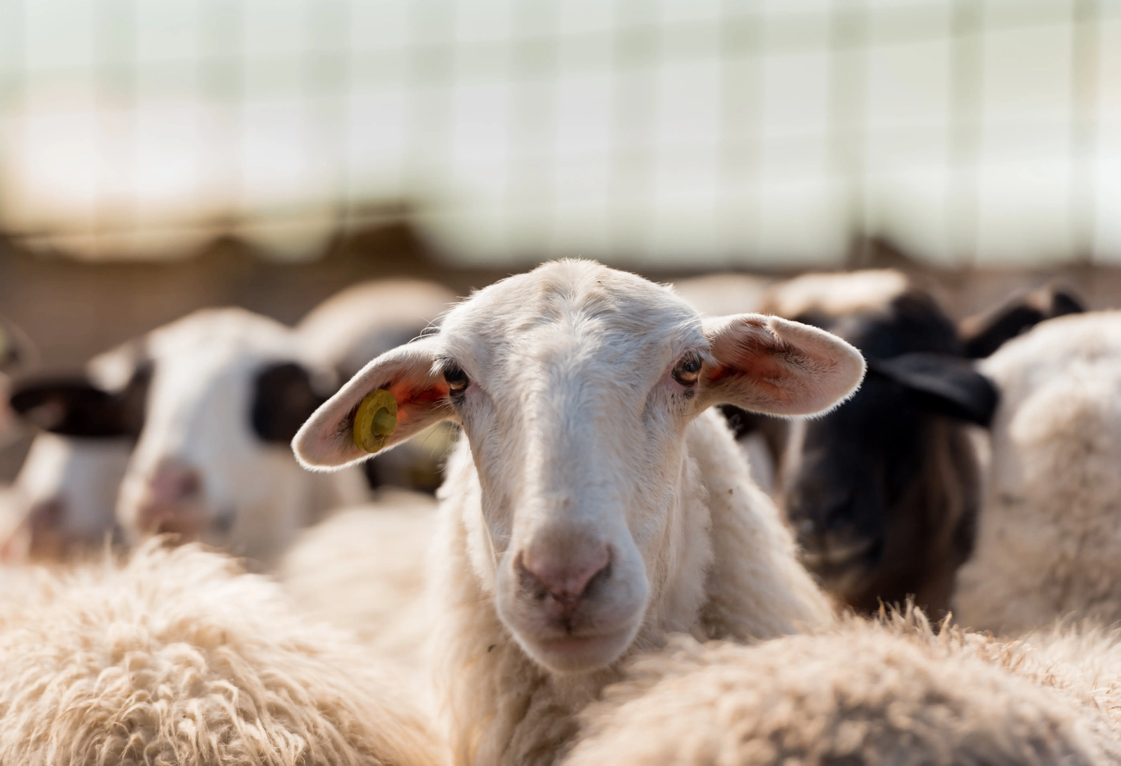 Dorper Sheep Ram